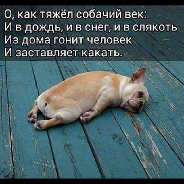 О как тяжёл собачий век И в дождь и в снег и в слякоть Из дома гонит человек И заставляет какать