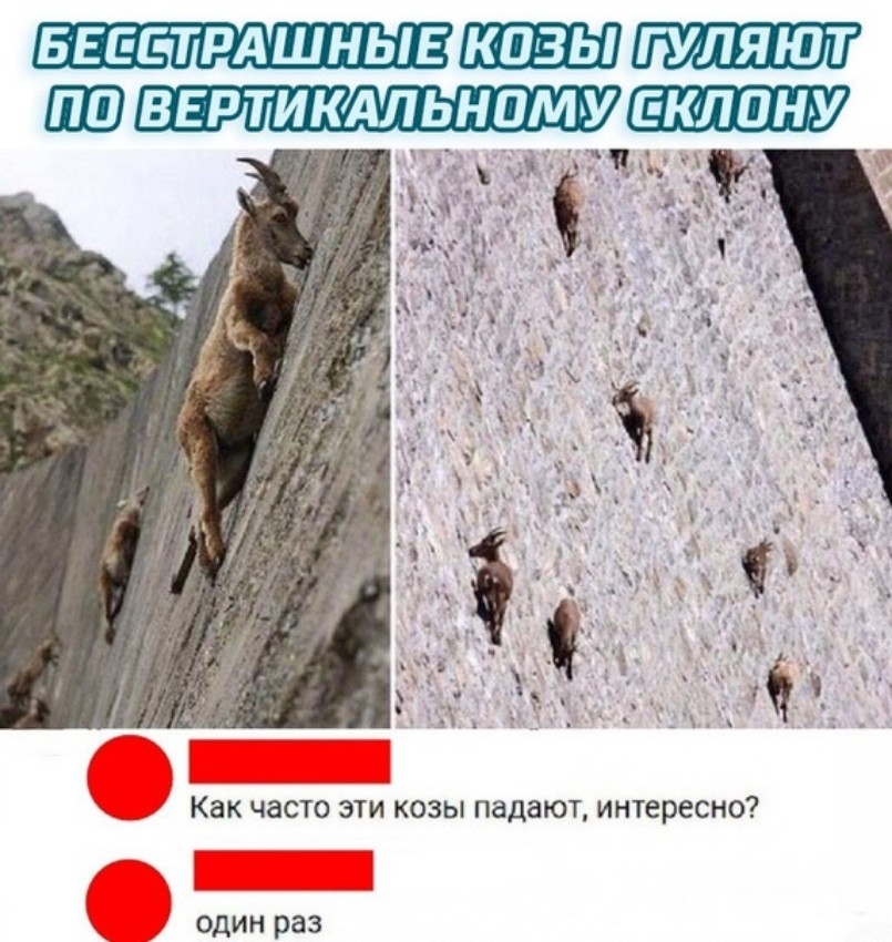 БЕЕСТРАШНЫЕ КПЗЫ ВЕРТИКАЛЬНПМ ЕКЛПНУ Как ЧЗСТО ЭТИ КОЗЫ ПЗДЗЮТ ИНТЕРЕСНО ОДИН раз