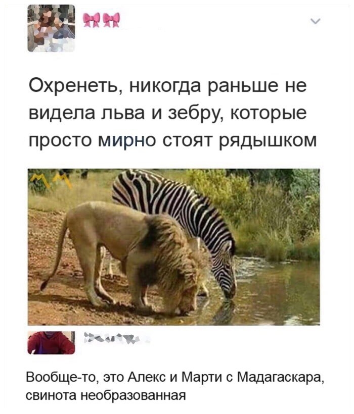 і Охренеть никогда раньше не видела льва и зебру которые просто мирно стоят рядышком Вообщето это Алекс и Марти с Мадагаскара свинота необразованная