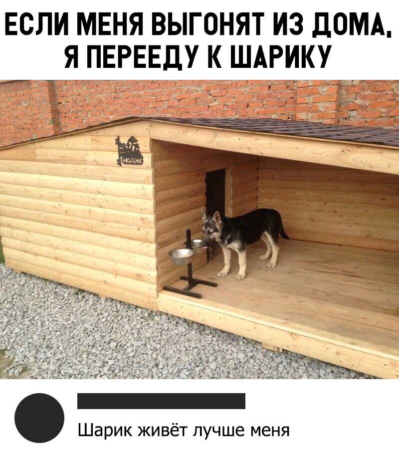 если меня выгонят из дОМА _ ЯПЁРЕЕЩ ШР Шарик живёт лучше меня