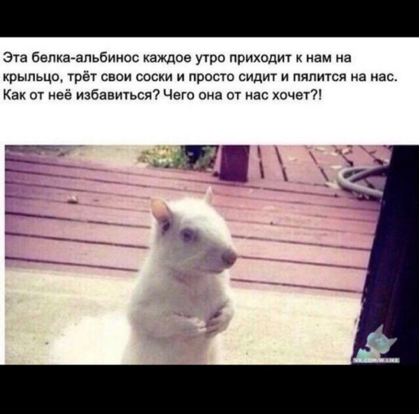 Эта бепка апьбинос каждое утро приходит к нам на крыльцо трёт свои соски и просто сидит и пялится на нас Как от неё избавиться Чего она от нас хочет