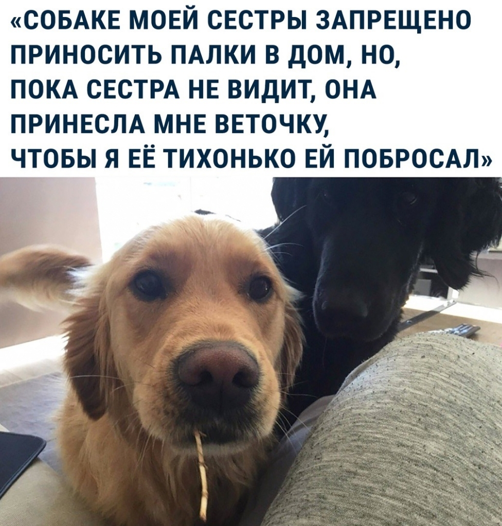 СОБАКЕ мовй свстры ЗАПРЕЩЕНО приносить пдлки в дом но ПОКА СЕСТРА НЕ видит ОНА принвсм МНЕ внточку чтовы я ЕЁ тихонько ЕЙ ПОБРОСАЛ