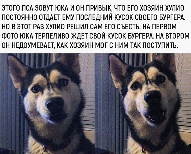 ЭТОГО ПСА ЗОВУТ ЮКА И ОН ПРИВЫК ЧТО ЕГО ХОЗЯИН ХУЛИО ПОСТОЯННО ОТДАЕТ ЕМУ ПОСЛЕДНИЙ КУСОК СВОЕГО БУРГЕРА НО В ЭТОТ РАЗ ХУЛИО РЕШИП САМ ЕГО СЪЕСТЬ НА ПЕРВОМ ФОТО ЮКА ТЕРПЕЛИВО ЖДЕТ СВОЙ КУСОК БУРГЕРА НА ВТОРОМ