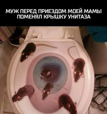 МУЖ ПЕРЕД ПРИЕЗДПМ МПЕЙ МАМЫ ППМЕНЯЛ КРЫШКУ УНИТАЗА