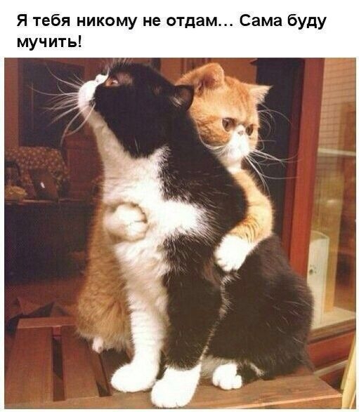 Я тебя никому не отдам Сама буду мучить