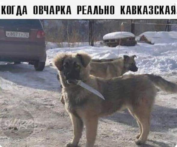 КШМ ПБЧМКА РЕМЫШ КАВКАЗЕКАЯ