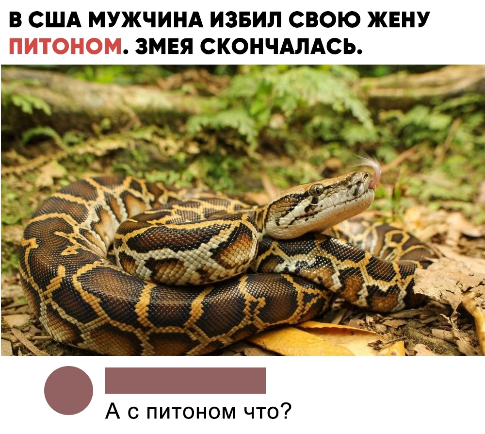 В США МУЖЧИНА ИЗБИЛ СВОЮ ЖЕНУ ПИТОНОМ ЗМЕЯ СКОНЧАЛАСЬ А с питоном что