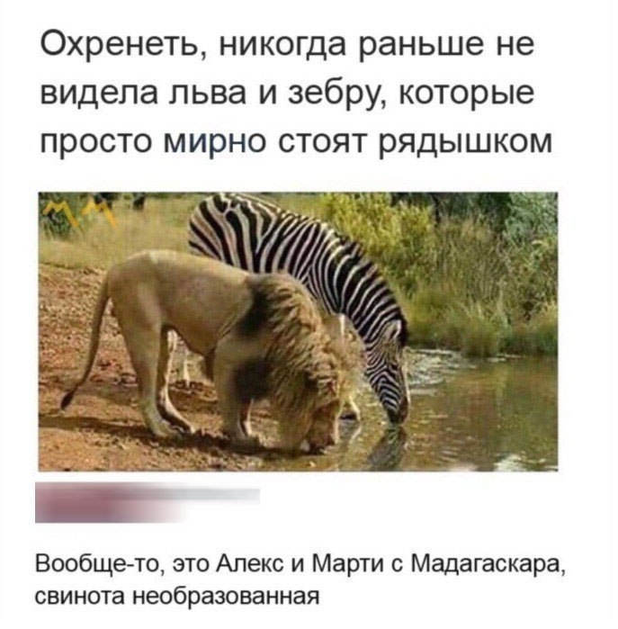 Охренеть никогда раньше не видела льва и зебру которые просто мирно стоят рядышком Вообще то это Алекс и Марти с Мадагаскара свинота необразованная