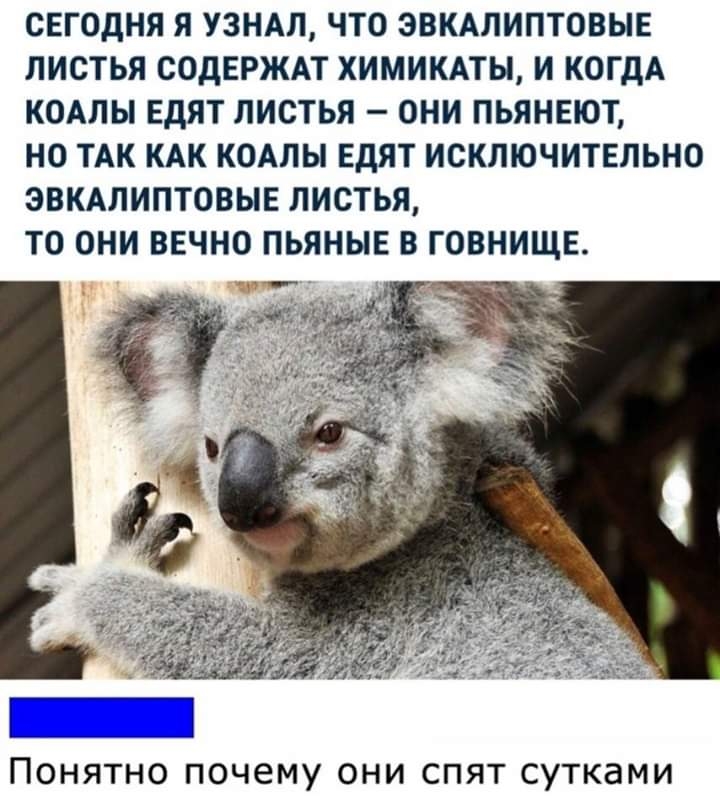 СЕГОДНЯ Я УЗНАЛ ЧТО ЭВКАЛИПТОВЫЕ ЛИСТЬЯ СОДЕРЖАТ ХИМИКАТЫ И КОГДА КОАЛЫ ЕДЯТ ЛИСТЬЯ ОНИ ПЬЯНЕЮТ НО ТАК КАК КОАЛЫ ЕДЯТ ИСКЛЮЧИТЕЛЬНО ЭВКАЛИПТОВЫЕ ЛИСТЬЯ ТО ОНИ ВЕЧНО ПЬЯНЫЕ В ГОВНИЩЕ Понятно почему они спят сутками