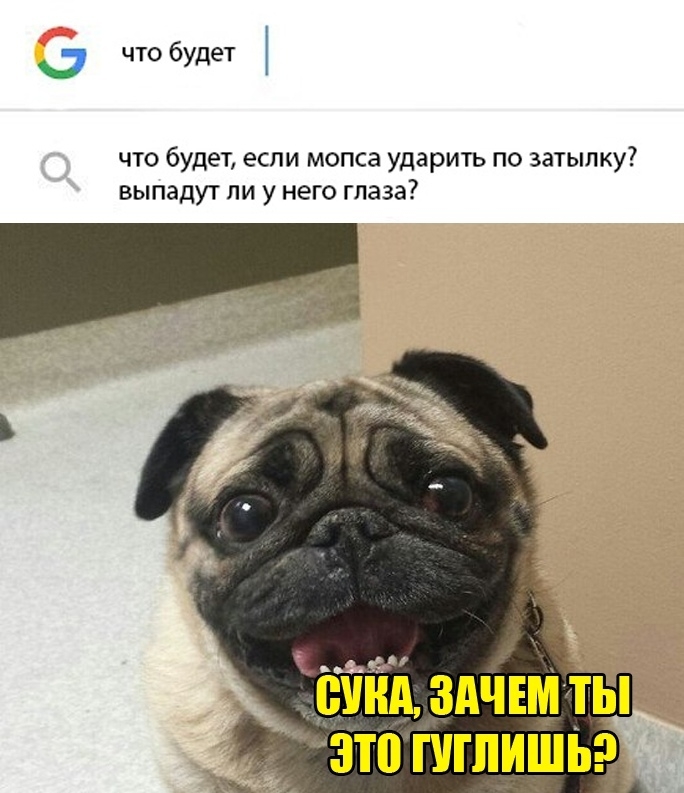 а что будет ЧТО будет ЕСЛИ МОПСЭ ударить ПО ЗЭТЫЛКУ7 ВЫПЗДУТ ПИ у него глаза