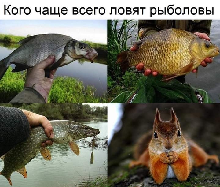 Кого чаще всего ловят рыболовы