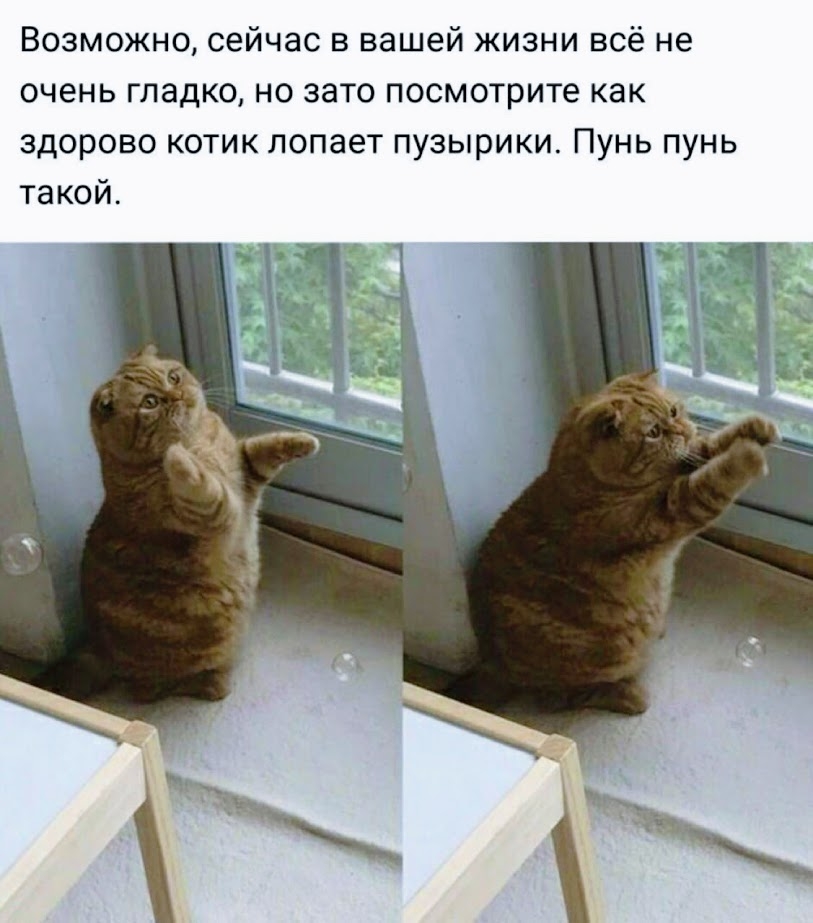 Возможно сейчас в вашей жизни всё не очень гладко но зато посмотрите как здорово котик лопает пузырики Пунь пунь такой
