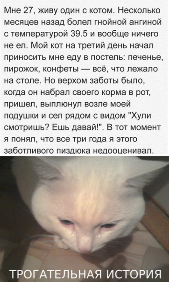 Мне 27 живу один с котом Несколько месяцев назад болел гнойной ангиной с температурой 395 и вообще ничего не ел Мой кот на третий день начал приносить мне еду в постель печенье пирожок конфеты всё что лежало на столе Но верхом заботы было когда он набрал своего корма в рот пришел выплюнул возле моей подушки и сел рядом с видом Хули смотришь Ешь давай В тот момент я понял что все три года я этого з