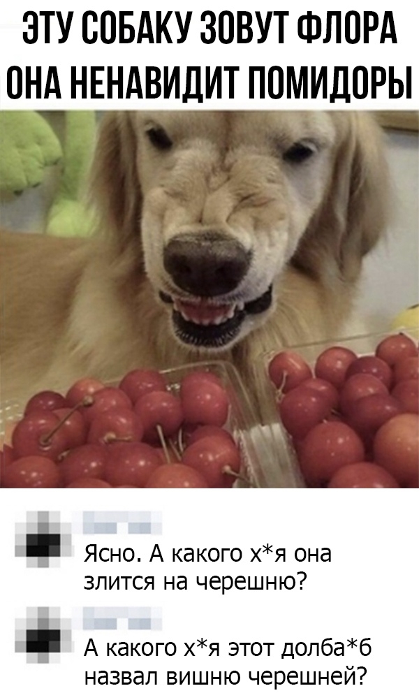 ЭТУ СОБАКУ ЗОВУТ ФЛОРА ОНА НЕНАВИДИТ ПОМИДОРЫ _ ат г А ё Ясно А какого хя она злится на черешню А какого хя этот долбаб назвал вишню черешней