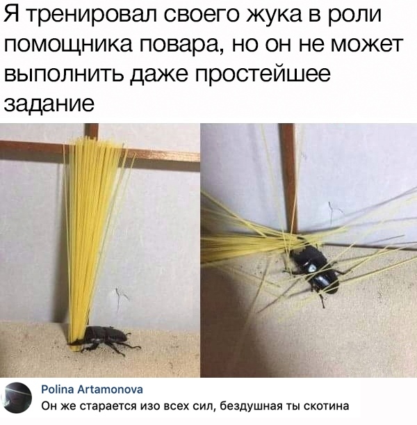 Я тренировал своего жука в роли помощника повара но он не может выполнить даже простейшее задание Роііпа Апатопоуа Он же старается изо всех сил бездушиая ты скотина