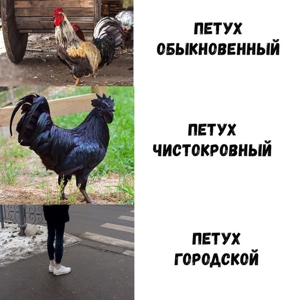петух овыкноввнный петух чистокровный ПЕТУХ Г 0Р0А0К0И