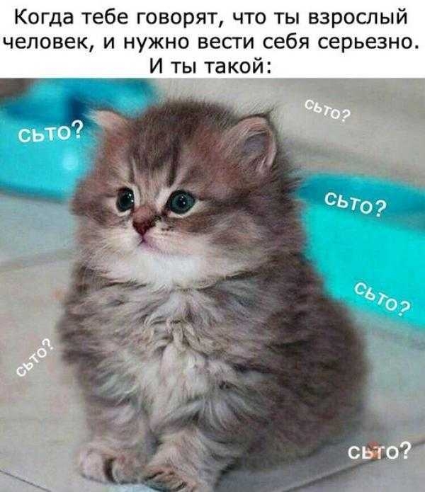 Когда тебе говорят что ты взрослый человек и нужно вести себя серьезно И ты такой