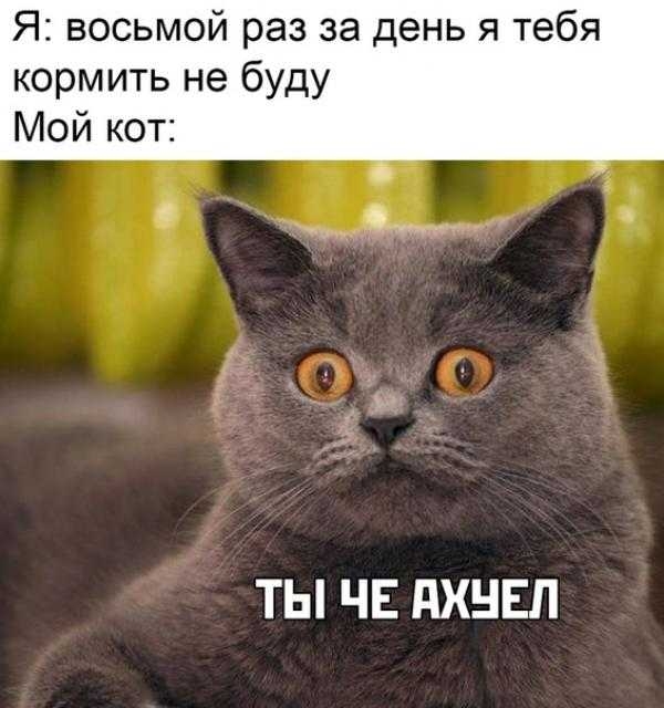 Я восьмой раз за день я тебя кормить не буду Мой кот ТЫ ЧЕ ПХНЕЛ