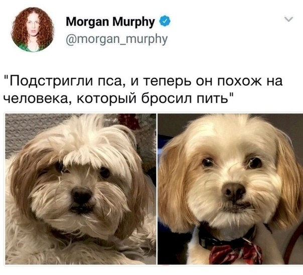 Могуап МигрЬу тог9ап_тцгрпу Подстригли пса и теперь он похож на человека который бросил пить
