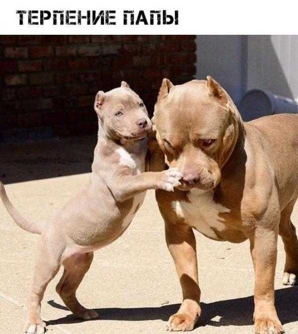 ТЕРПЕНИЕ ПАПЫ