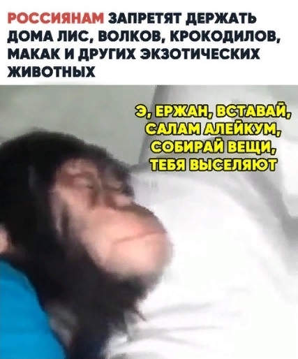 ЗАПРЕТЯТ ПЕРЖАТЬ дОМА ЛИС ВОЛКОВ КРОКОДИЛОВ МАКАК И дРУГИХ ЭКЗОТИЧЕСКИХ ЖИВОТНЫХ ЕРЖАН 37 ЗП