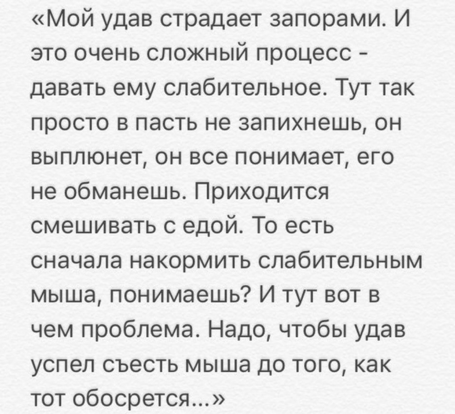 Мой удав страдает запорами И это очень сложный процесс давать ему слабительное Тут так просто в пасть не запихнешь он выплюнет он все понимает его не обманешь Приходится смешивать с едой То есть сначала накормить слабительным мыша понимаешь И тут вот в чем проблема Надо чтобы удав успел съесть мыша до того как тот обосрется