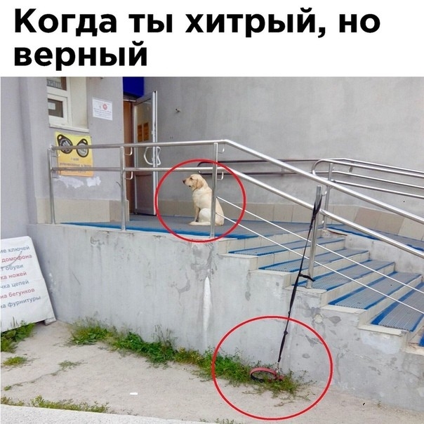 Когда ты хитрый но верный __ _