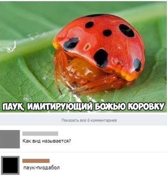 35 Ч ПАУК ИМИТИРУЮЩИЙ Божью КОРОВКУ Как Бия называется _ паук издавал