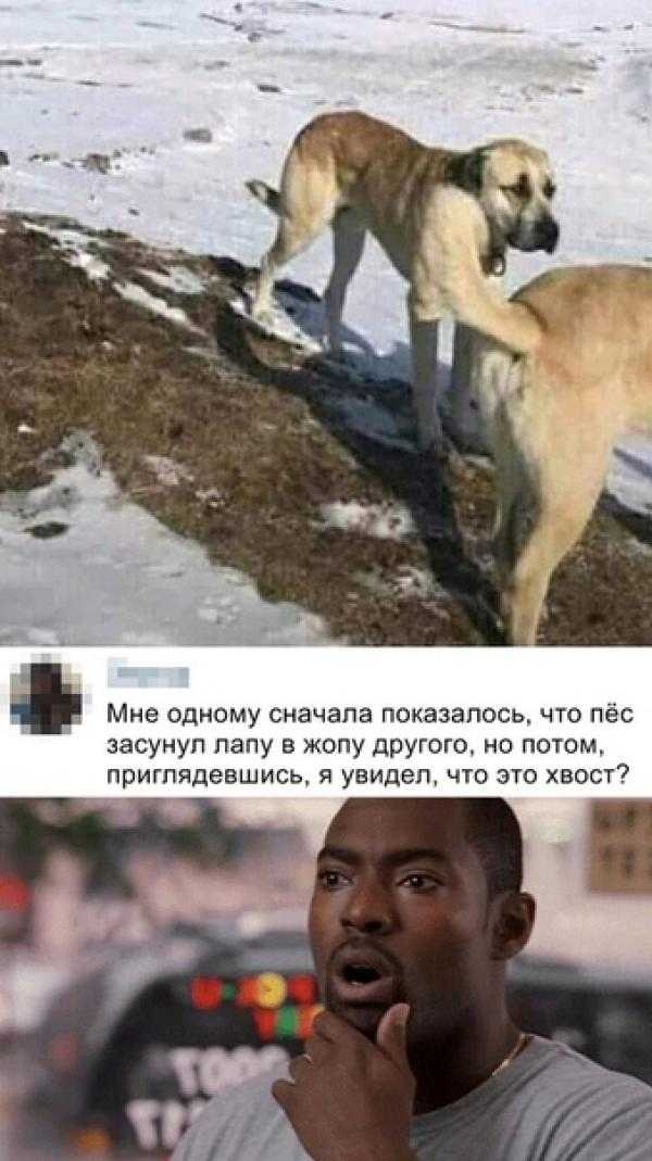 Мне одному сначала показалось что пёс засунул папу в жопу другого но потом приглядевшись я увидел что это хвост