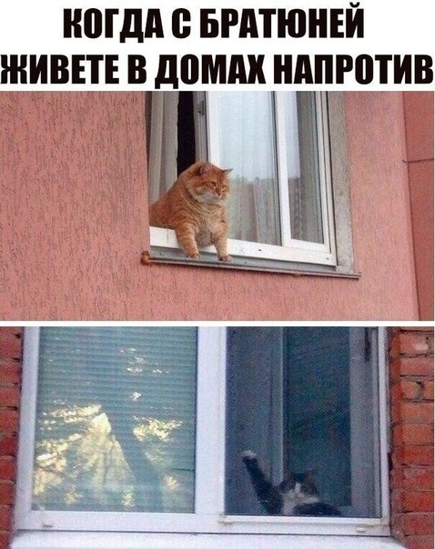 когда 0 БРАТЮНЕЙ ЖИВЕТ В домик ШШРЩИВ