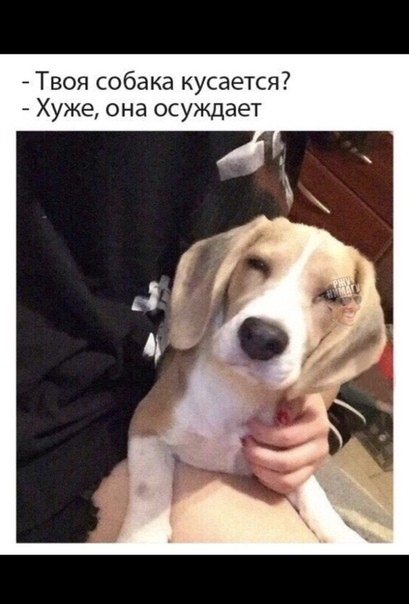 Твоя собака кусается Хуже она осуждает