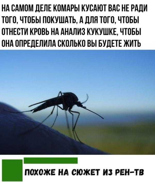 НА ОАМОМ дЕЛЕ КОМАРЫ КУОАЮТ ВАО НЕ РАДИ ТОГО ЧТОБЫ ПОКУШАТЬ А дЛЯ ТОГО ЧТОБЫ ОТНЕСТИ КРОВЬ НА АНАЛИЗ КУКУШКЕ ЧТОБЫ ОНА ОПРЕДЕЛИПА СКОЛЬКО ВЫ БУДЕТЕ ЖИТЬ _ ПОХОЖЕ НА СЮЖЕТ ИЗ РЕН ТВ