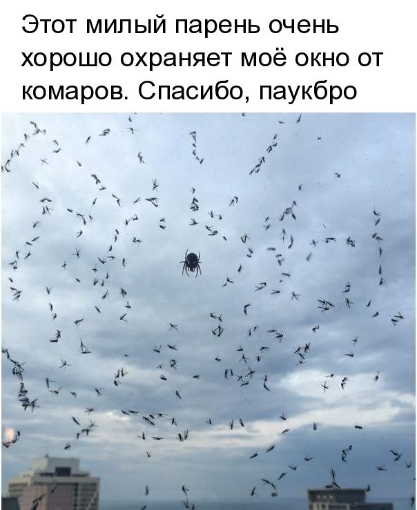 Этот милый парень очень хорошо охраняет моё окно от комаров Спасибо паукбро _ 1