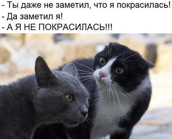 ТЫ даже не 38М6ТИП ЧТО Я ПОКРЭСИПЭСЬ Да заметил я А Я НЕ ПОКРАСИЛАСЬ _