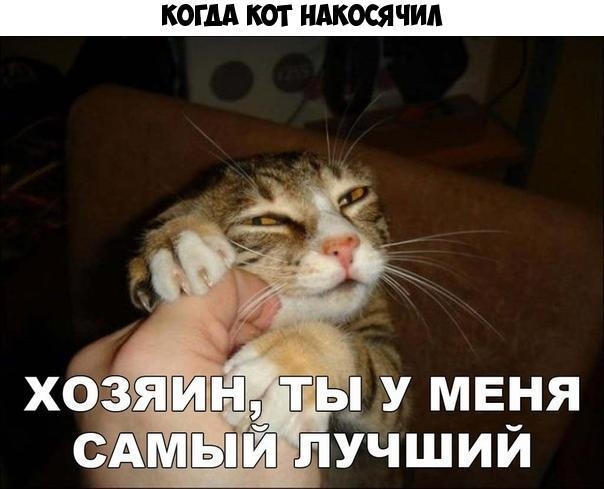 КОГДА КОТ НАКОСЯЧИА ЩЩЩ ты у меня с лучший