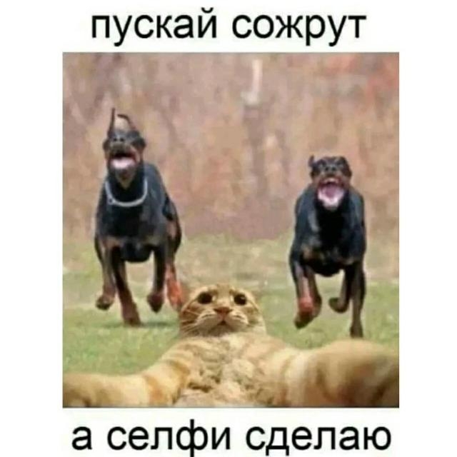 пускай сожрут а сепфи сделаю