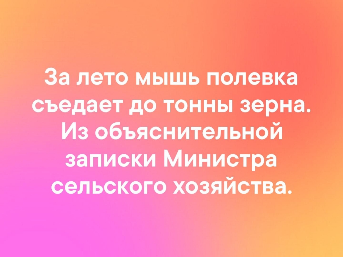 За лето мышь полевка съедает до тонны зерна Из объяснительной записки Министра сельского хозяйства