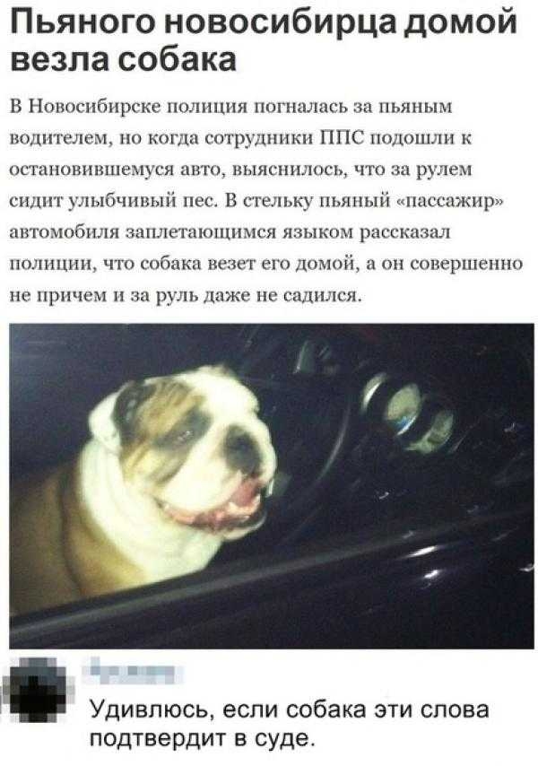 Пьяного новосибирца домой везла собака и Ппшцпбпрскс пцшшш пппыдыгьы ши идиш к _ нпс поло пггшюмпшнвш шш кягпп _ ч ри къпвчпшцп п сп іьм птиц ш и при ггиппппчсл пшпппшмі _ ч иг чи конгршгшю ш причем рльмм ш щп и Удивпюсь если собака эти слова подтвердит в суде