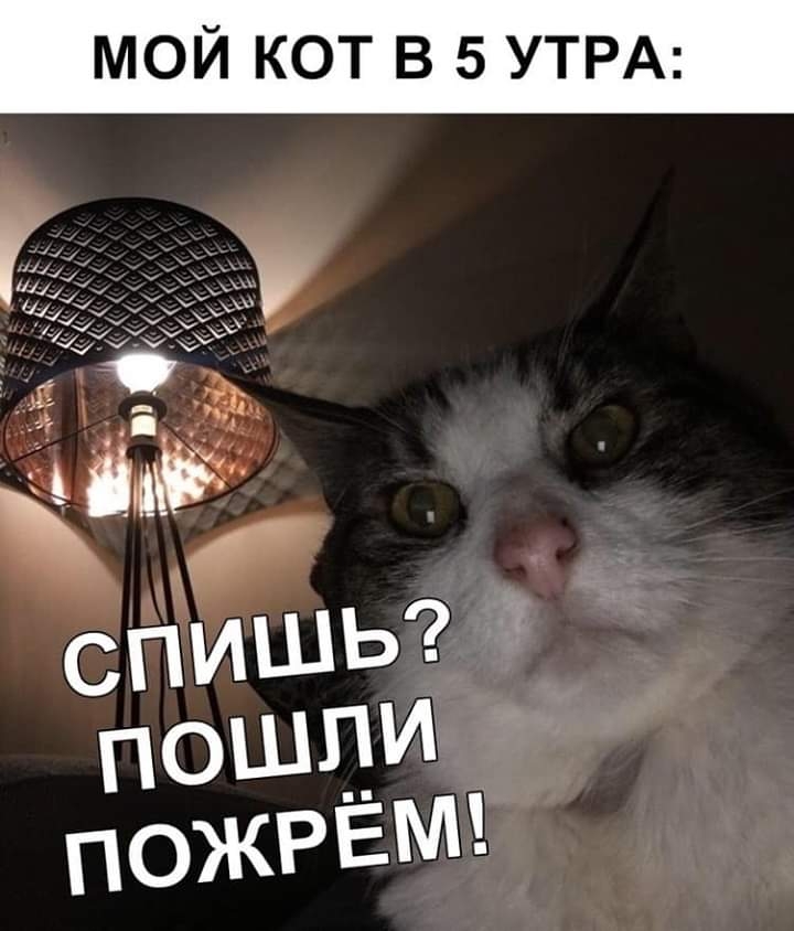 МОЙ КОТ В 5 УТРА
