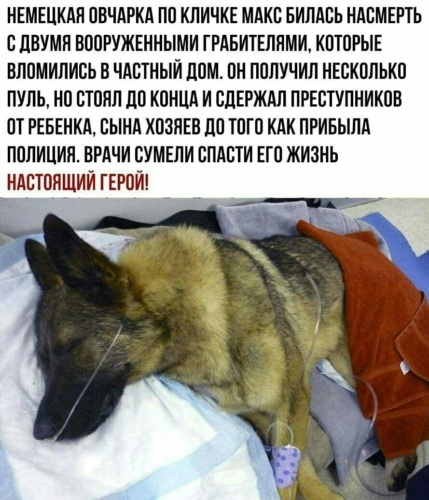 НЕМЕЦКАЯ ПБЧАРКА ПП КПИЧКЕ МАКС БИЛАЕЬ НАБМЕРТЬ С ЦВУМН ВППРУЖЕННЫМИ ГРАБИТЕПНМИ КПТПРЫЕ ВЛПМИЛИБЬ В ЧАСТНЫЙ ППМ ПН ПОЛУЧИЛ НЕЕКППЬКП ПУЛЬ НП ЕТПНП до КПНЦА И СПЕРЖАЛ ПРЕСТУПНИКПВ ОТ РЕБЕНКА БЫНА КПЗНЕВ до ТПП КАК ПРИБЫПА ПППИЦИЯ ВРАЧИ БУМЕПИ СПАБТИ ЕП ЖИЗНЬ НАСТПНЩИИ ГЕРПИ