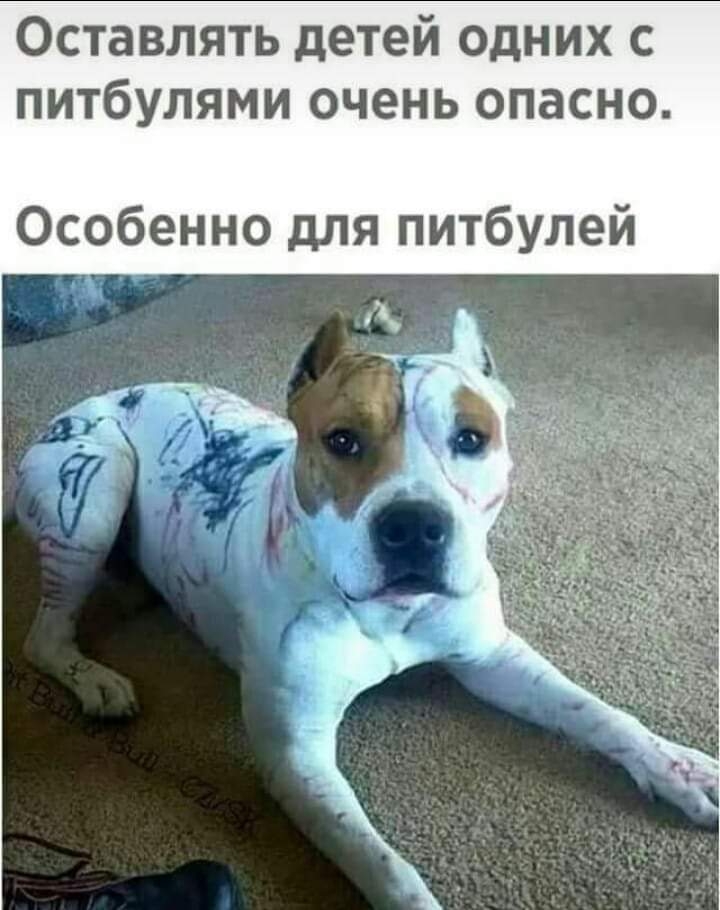 Оставлять детей одних с питбулями очень опасно Особенно для питбулей