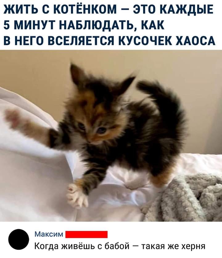 ЖИТЬ С КОТЁНКОМ ЭТО КАЖДЫЕ 5 МИНУТ НАБЛЮДАТЬ КАК В НЕГО ВСЕЛЯЕТСЯ КУСОЧЕК ХАОСА Максим Когда живёшь с бабой такая же херня