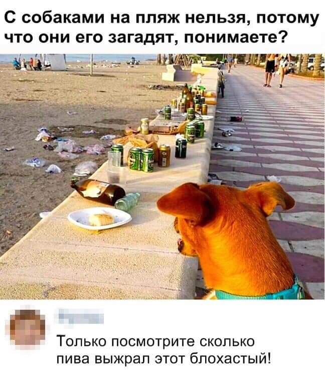 С собаками на пляж нельзя потому что они его загадят понимаете ті Только посмотрите сколько пива выжрал этот бпохастый