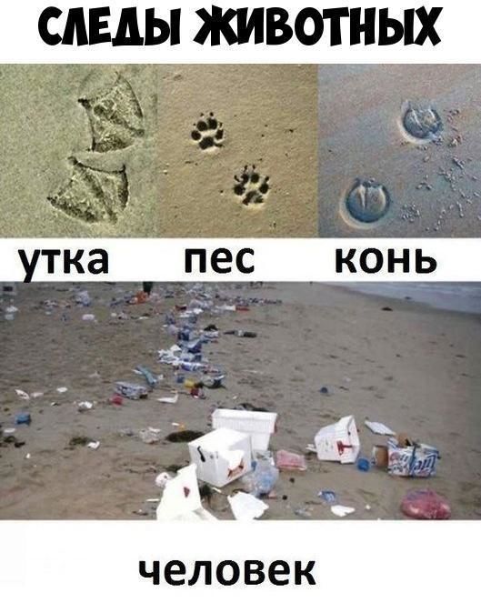 СЛЕДЫ ЖИВОТНЫХ Ё ка ПЕС КОНЬ человек