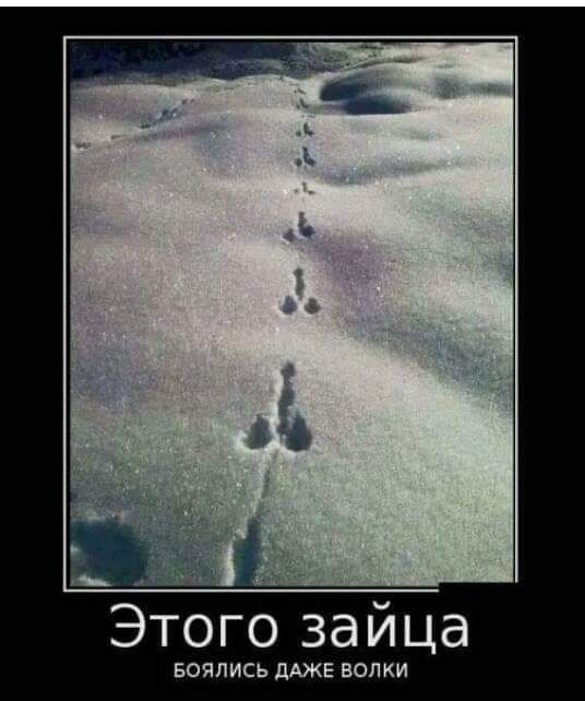 Этого зайца БОЯЛИСЬ дАЖЕ ВОПКИ