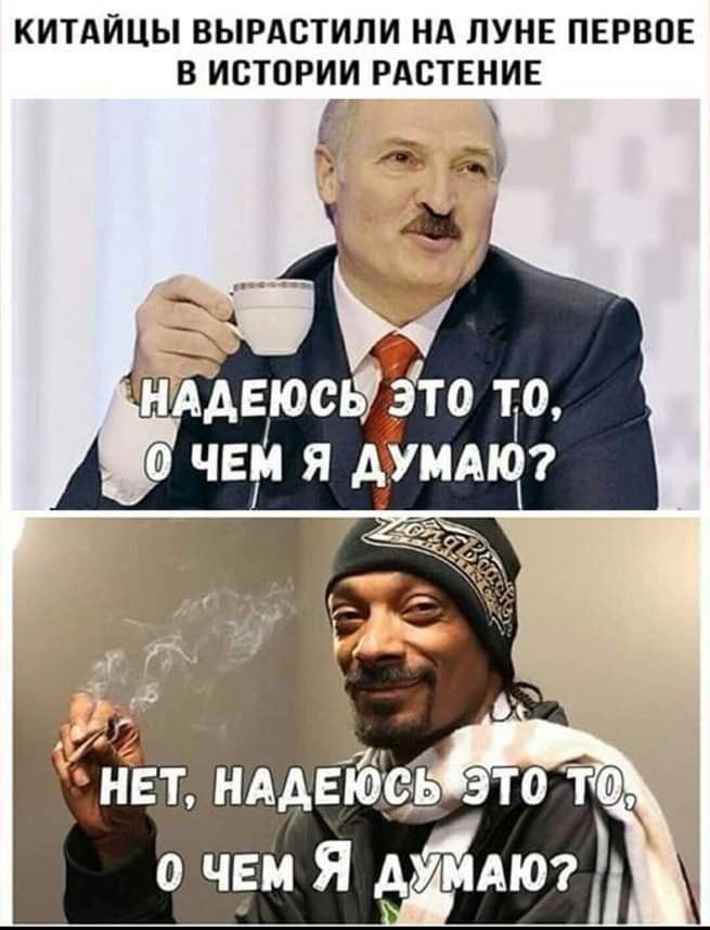 КИТАЙЦЫ ВЫРАСТИЛИ НА ЛУНЕ ПЕРВОЕ В ИСТОРИИ РАСТЕНИЕ нддвіюс чвім я _