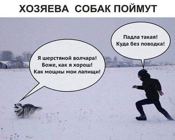 ХОЗЯЕВА СОБАК ПОЙМУТ Падла такая Куда Без поводка я шерстяной вопчара Боже как и хорош Как мощны мои лапищи