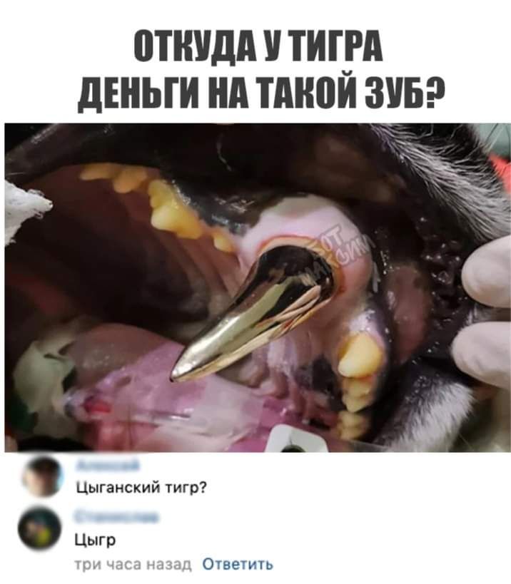 ШНУДА ТИ_РА ЦЕНЫ НА ТМЮИ ЗУБ