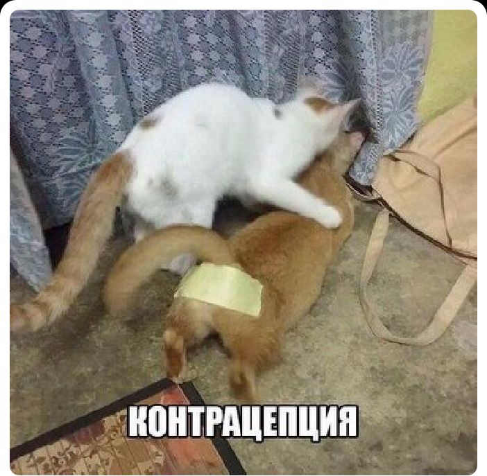 НПНТРШШЦИП
