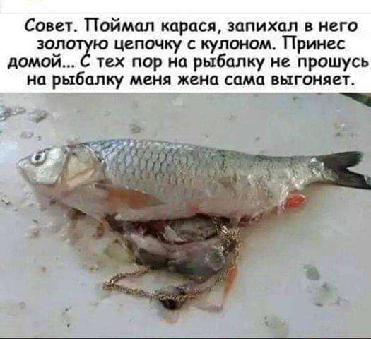 Совет Поймал карася запихал в него вало ю цепочку с кулоном Принес домой тех пор ни рыбалку не прошусь на рыбалку меня жена сама выгоняет